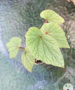 Begonia Sinbad