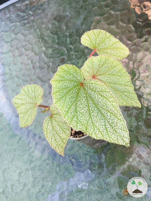 Begonia Sinbad