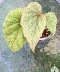 Begonia Sinbad
