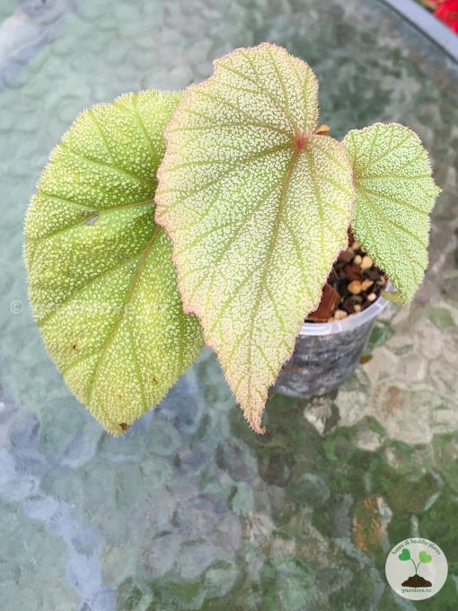 Begonia Sinbad