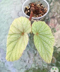 Begonia Sinbad