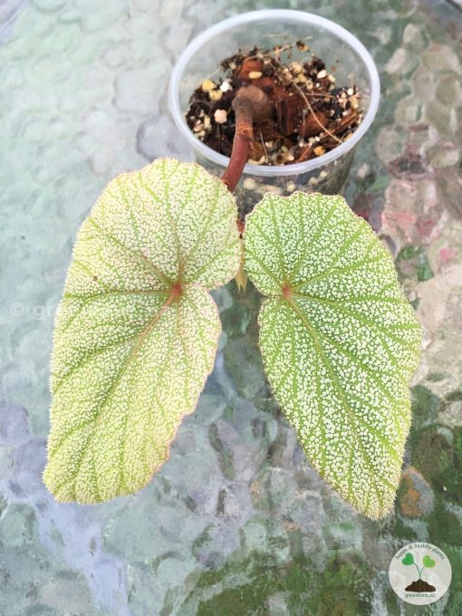 Begonia Sinbad