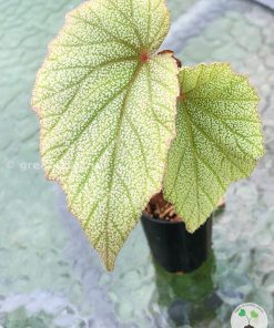 Begonia Sinbad