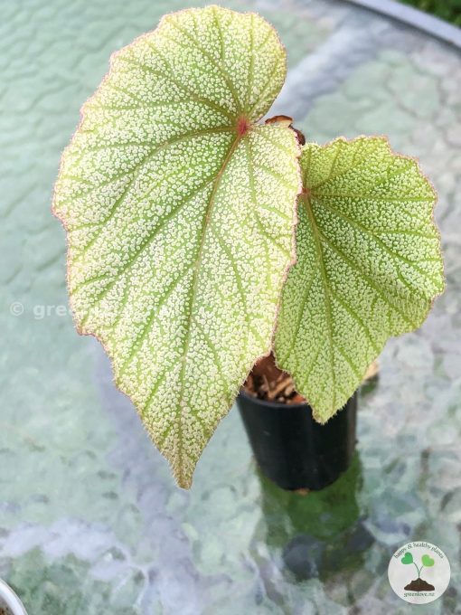 Begonia Sinbad