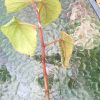 Begonia Sinbad