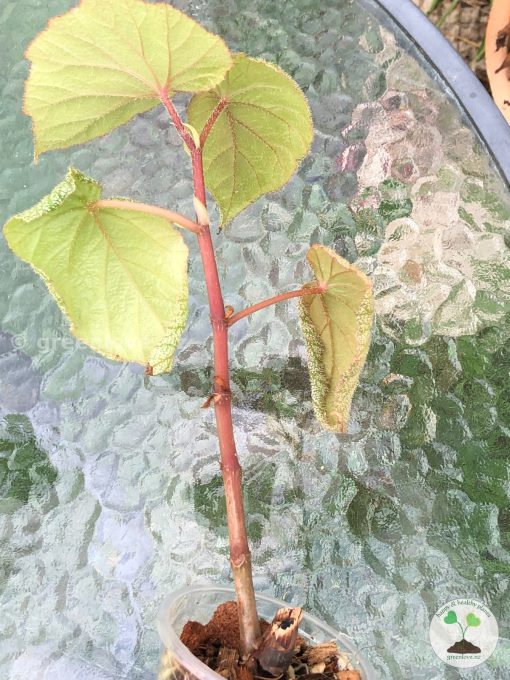 Begonia Sinbad