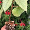 Begonia Sinbad