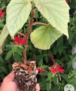 Begonia Sinbad