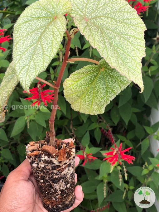 Begonia Sinbad