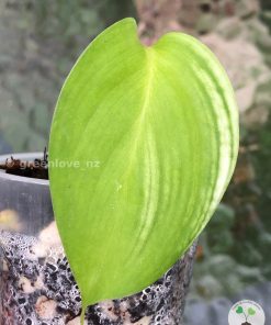 Scindapsus White Monster