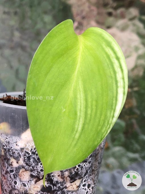 Scindapsus White Monster