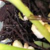 Scindapsus White Monster