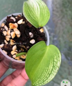 Scindapsus White Monster