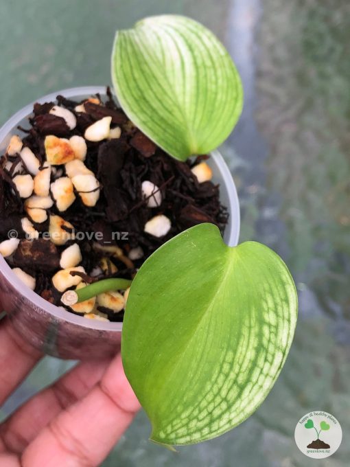 Scindapsus White Monster