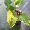 Homalomena Rubescens Variegated
