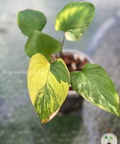 Homalomena Rubescens Variegated