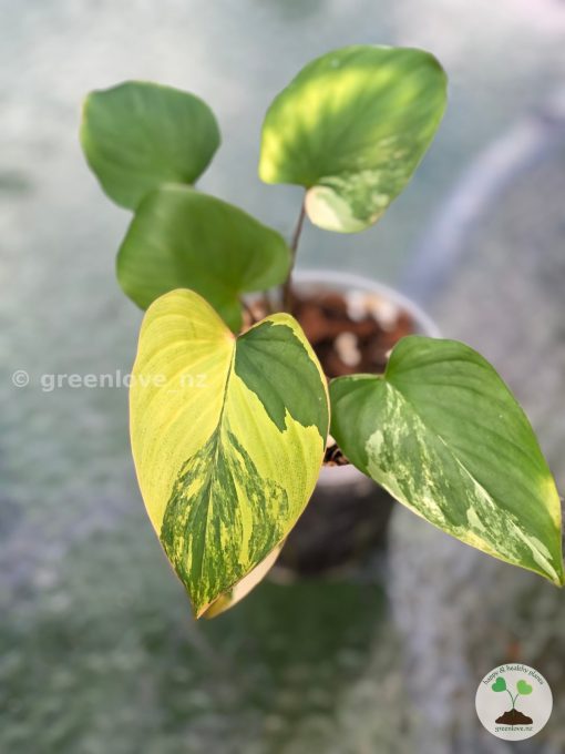 Homalomena Rubescens Variegated