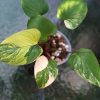 Homalomena Rubescens Variegated