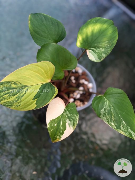 Homalomena Rubescens Variegated