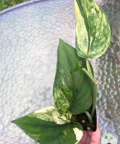 Scindapsus Jade Satin variegata