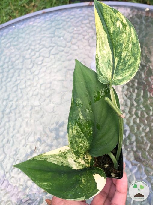 Scindapsus Jade Satin variegata