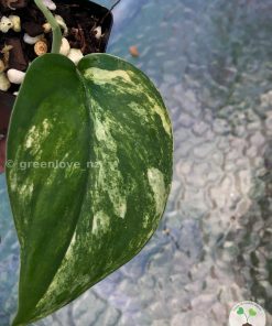 Scindapsus Jade Satin variegata