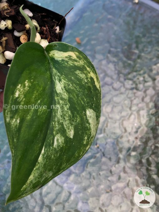 Scindapsus Jade Satin variegata