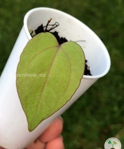 Anthurium RVDP X AOS