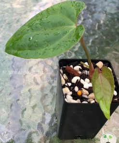Anthurium papillilaminum x RVDP