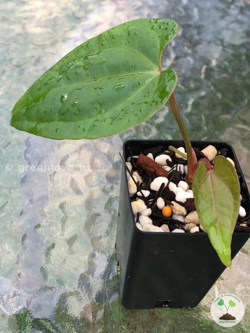 Anthurium papillilaminum x RVDP