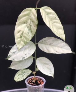 Hoya coriacea 'Silver'