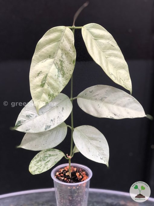 Hoya coriacea 'Silver'