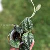 Scindapsus Tricolour Silver Platinum