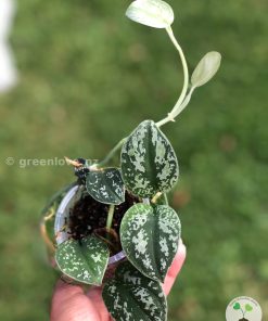 Scindapsus Tricolour Silver Platinum