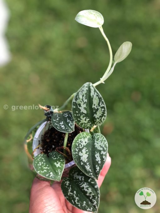 Scindapsus Tricolour Silver Platinum