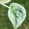 Scindapsus Tricolour Silver Platinum