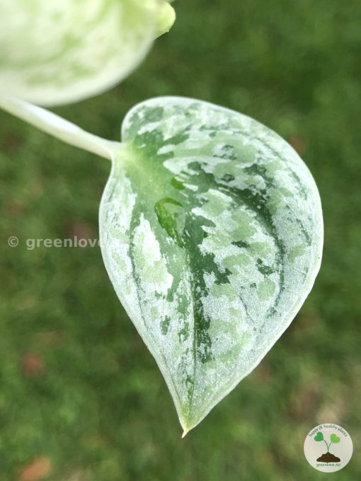 Scindapsus Tricolour Silver Platinum