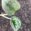 Scindapsus Tricolour Silver Platinum