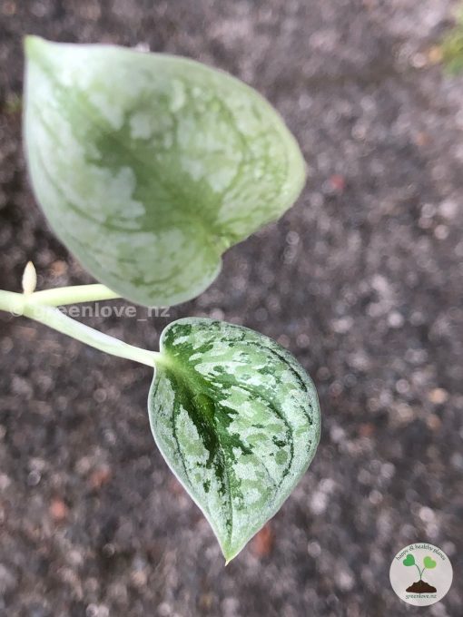 Scindapsus Tricolour Silver Platinum