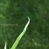 Variegated Chiapense