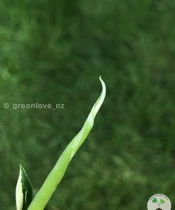 Variegated Chiapense
