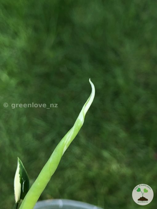 Variegated Chiapense