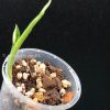 Variegated Chiapense