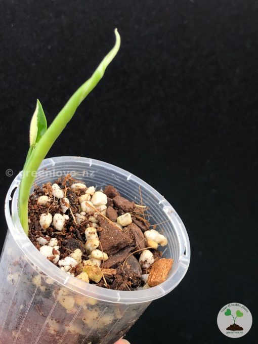 Variegated Chiapense