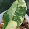 Variegated Chiapense | Plant C