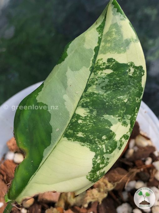 Variegated Chiapense | Plant C