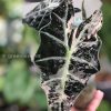 Alocasia Amazonica Variegated