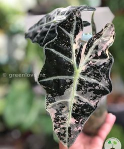 Alocasia Amazonica Variegated