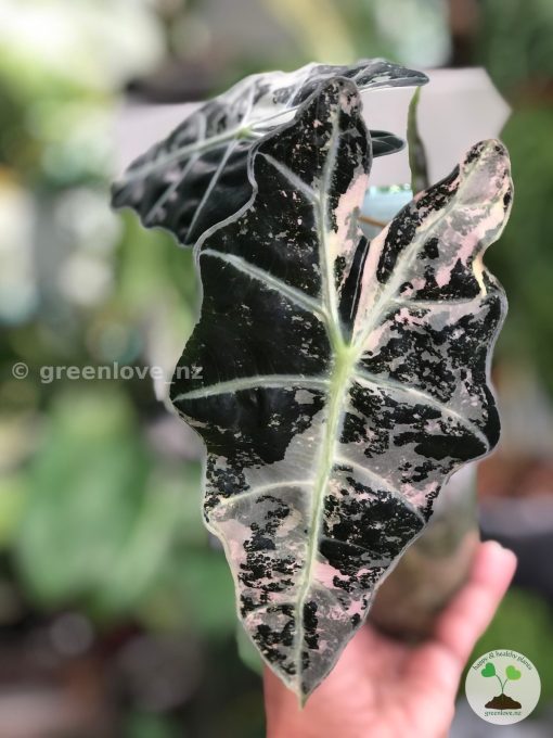 Alocasia Amazonica Variegated