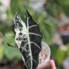 Alocasia Amazonica Variegated